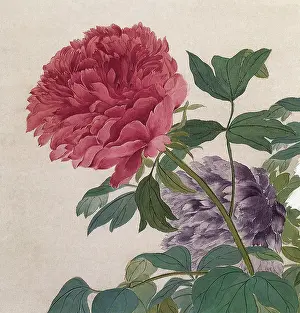 1670s: Peonies