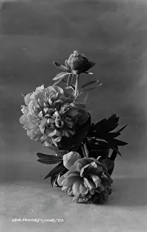 Petals: Peonies in a Vase