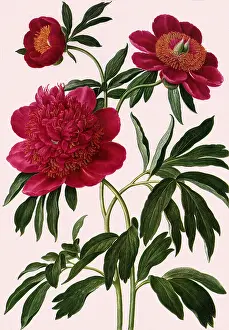 Centers: Peony Botanical