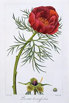 Peony: Peony Flower