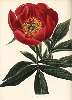 Shotter: Peony, Paeonia officinalis sabini