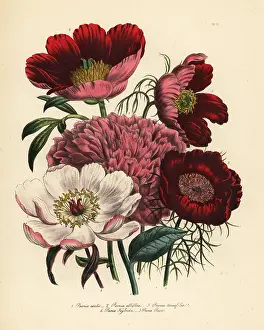Humphreys: Peony or Paeonia species
