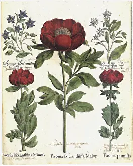 Basilius: Peony Plants