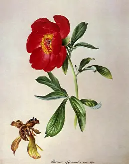 Lydia: Peony and Seed Pods