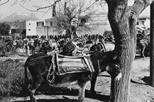 People and donkeys, Crete, Greece