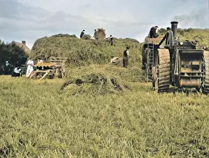 Haymaking: People harvesting in a field