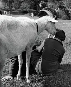 Unexpected: People in a park with a friendly goat