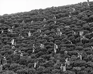 People picking tea, India