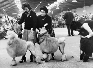 Poodles: People and poodles at a dog show