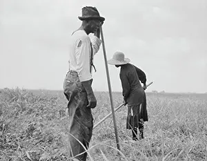 Sharecroppers: People - Sharecropper - Farm - Agriculture