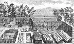 Tidy: People working in a vegetable garden