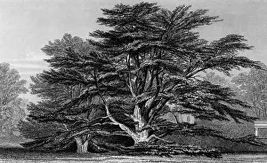 Cedar: Peper Harow Park, Surrey