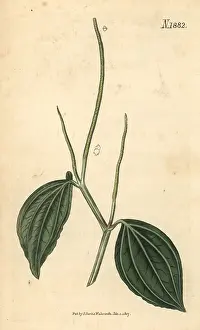 Couchman: Peperomia acuminata