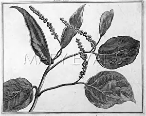 Myrtus: PEPPER
