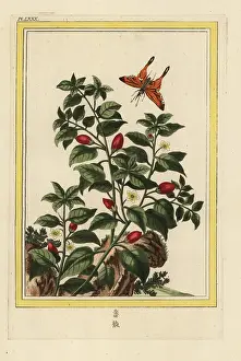 Chinoiserie: Pepper, Capsicum annuum