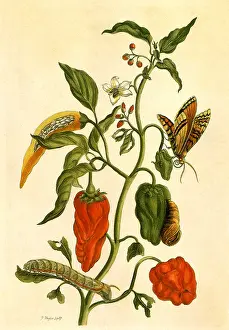 Pepper: Pepper, Capsicum annuum