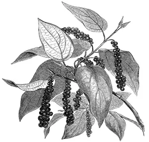 Nigrum: Pepper plant