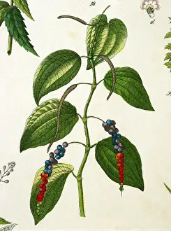 Naturgeschichte: Pepper plant