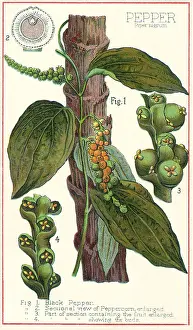 Spice: Pepper Plant