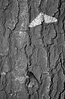 Geometer: Peppered moth