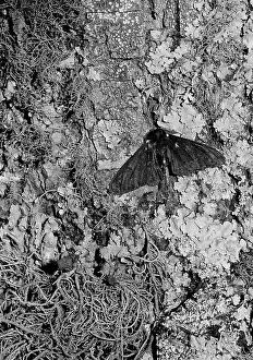 Geometer: Peppered moth