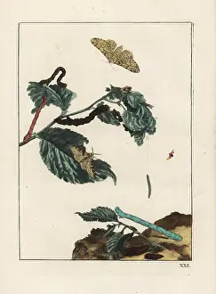 Metamorphoses: Peppered moth, Biston betularia, on branch