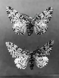 Peppered: PEPPERED MOTHS