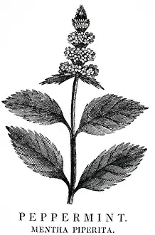 Mint: PEPPERMINT (Mentha piperata). Culinary flavouring