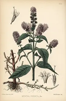 Mentha: Peppermint, Mentha piperita