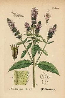 Mentha: Peppermint, Mentha piperita