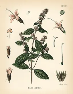 Mentha: Peppermint, Mentha piperita