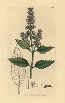 Mentha: Peppermint, Mentha piperita