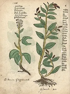 Lonicer: Pepperwort, Lepidium latifolium, and waterpepper