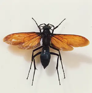 Heros: Pepsis heros, tarantula hawk wasp