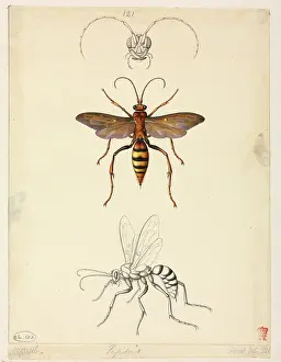 Tarantula: Pepsis sp. Tarantula hawk