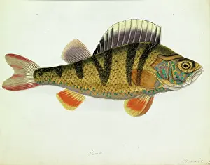 Perca: Perca fluviatilis, European perch