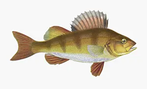 Perch: Perca fluviatilis, or European perch