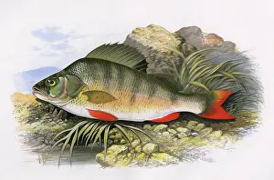 Perch: Perca fluviatilis, or European Perch