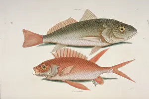 Perca: Perca sp. croker & Holocentrus sp. squirrelfish