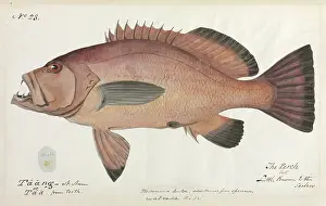 Perca: Perch illustration