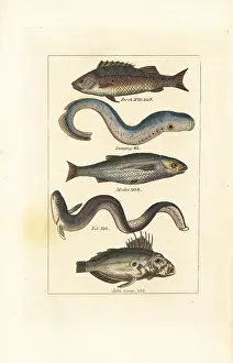 Critically Endangered: Perch, lamprey, mullet, eel and John Dory