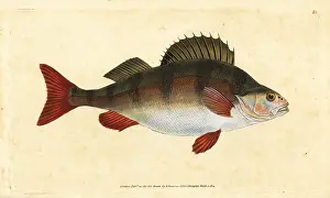 Perca: Perch, Perca fluviatilis