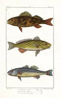 Perca: Perch, shi drum and seabass