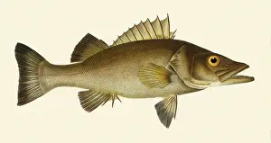 Trout: Perch Trout, Percichthys trucha