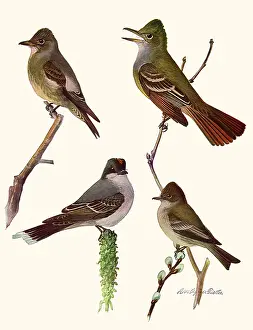 Flycatcher: Perched Birds