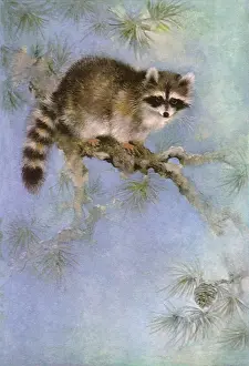 Raccoon: Perched Raccoon