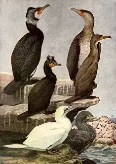 Agassiz: Perched Sea Birds