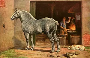 Dappled: Percheron
