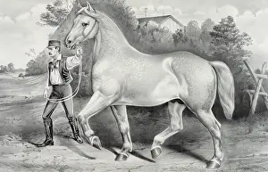 Imported: Percheron stallion Duc de Chartres, imported by A. Rogy: win
