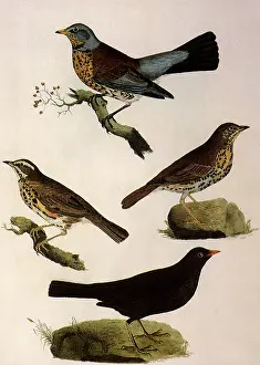 Spotty: Four Perching Birds